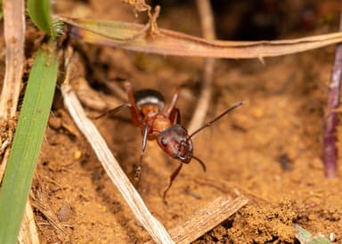 Formica sanguinea photo 28