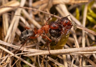 Formica sanguinea photo 29