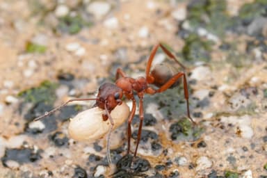 Formica sanguinea photo 35
