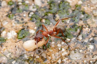 Formica sanguinea photo 36
