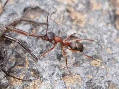 Formica sanguinea photo 37