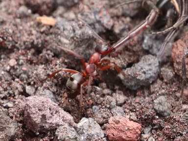 Formica sanguinea photo 38