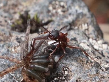 Formica sanguinea photo 39