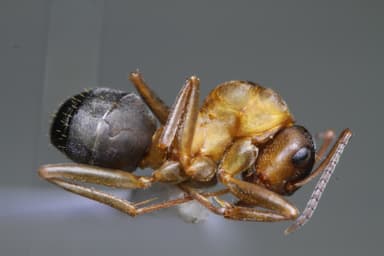 Formica sanguinea photo 43