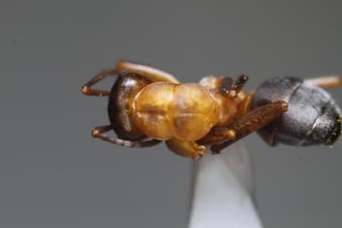 Formica sanguinea photo 44