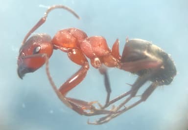 Formica sanguinea photo 46