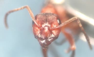 Formica sanguinea photo 47