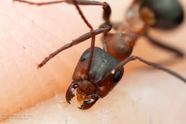 Formica sanguinea photo 49