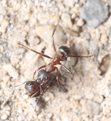 Formica sanguinea photo 53