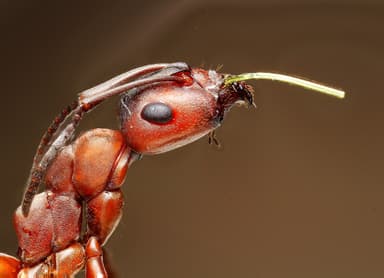 Formica sanguinea photo 54