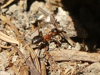 Formica sanguinea photo 57