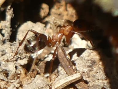 Formica sanguinea photo 58