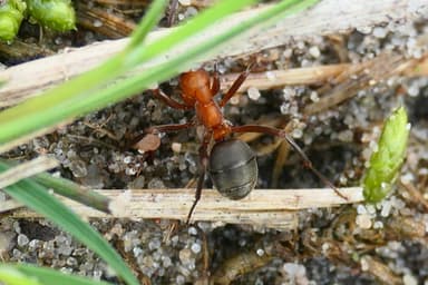 Formica sanguinea photo 61