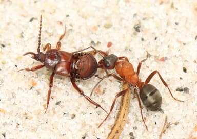 Formica sanguinea — queen photo 62