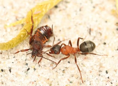 Formica sanguinea — queen photo 63