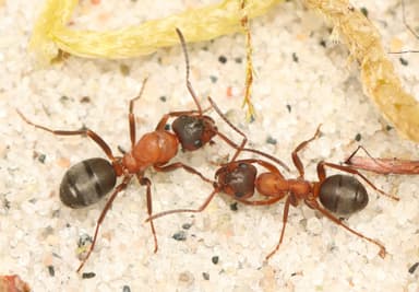 Formica sanguinea — queen photo 64
