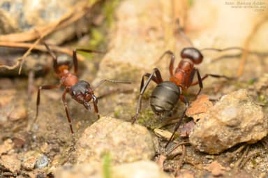 Formica sanguinea photo 68