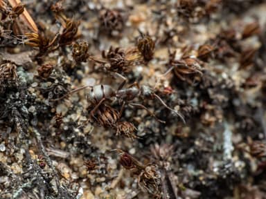 Formica sanguinea photo 74