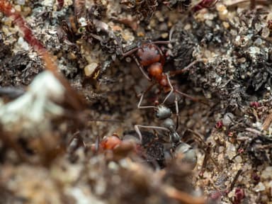 Formica sanguinea photo 77