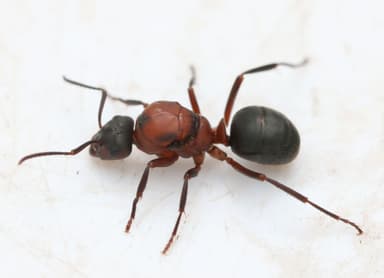 Formica sanguinea — queen photo 84