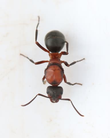 Formica sanguinea — queen photo 85