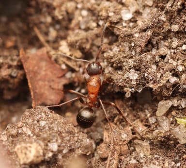Formica sanguinea — queen photo 86