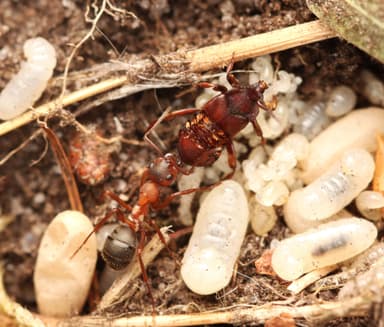 Formica sanguinea — queen photo 88