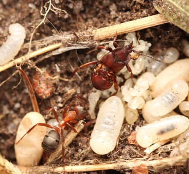 Formica sanguinea — queen photo 89