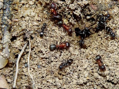Formica sanguinea photo 92