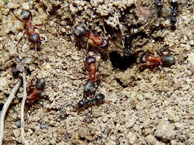 Formica sanguinea photo 93