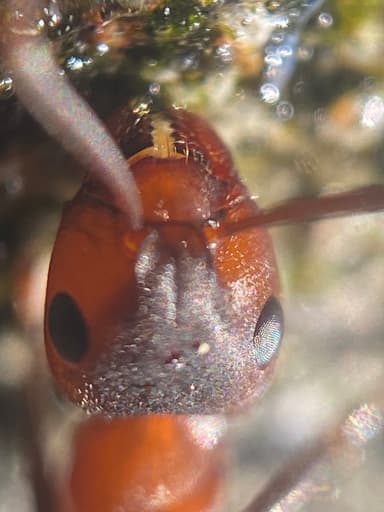 Formica sanguinea photo 94