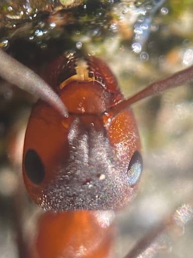 Formica sanguinea photo 95