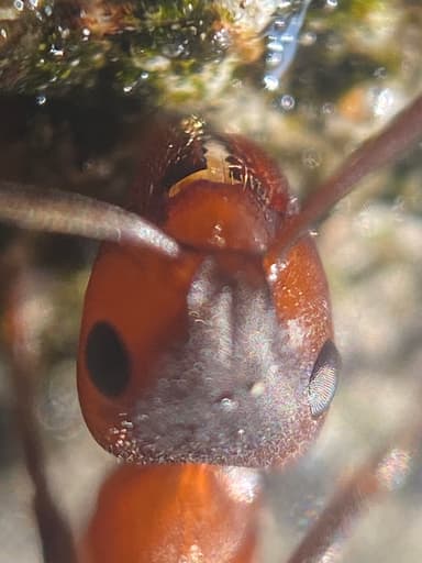 Formica sanguinea photo 96