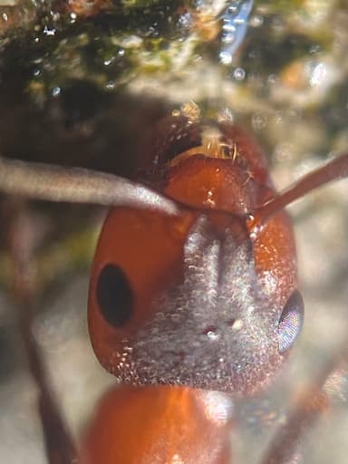 Formica sanguinea photo 97