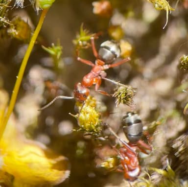 Formica sanguinea photo 101