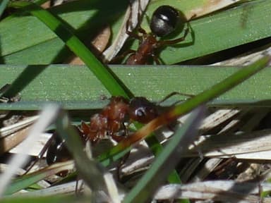 Formica sanguinea photo 103