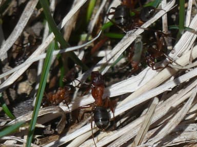Formica sanguinea photo 104