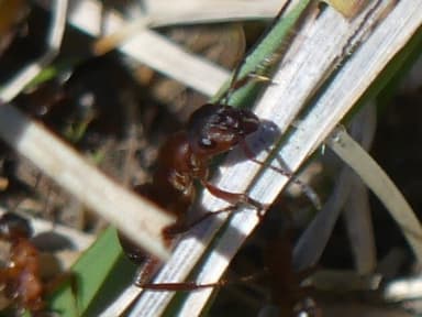 Formica sanguinea photo 106