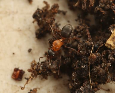 Formica sanguinea photo 107