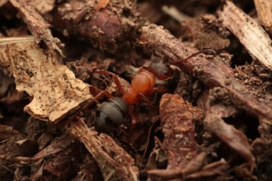 Formica sanguinea — colony photo 109