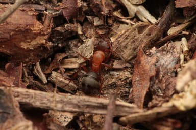 Formica sanguinea — colony photo 110