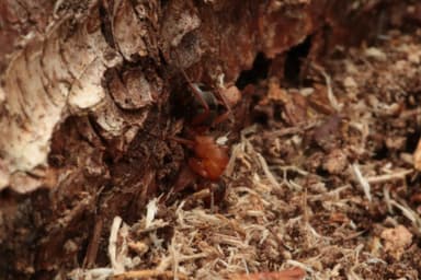 Formica sanguinea — colony photo 111