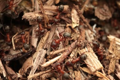Formica sanguinea — colony photo 112