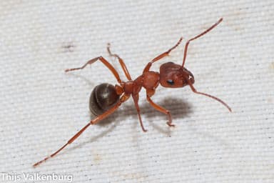 Formica sanguinea photo 114