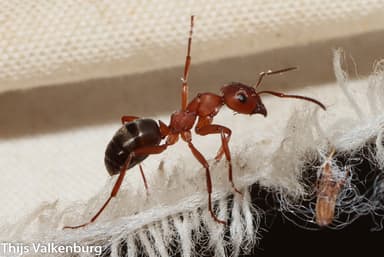 Formica sanguinea photo 115