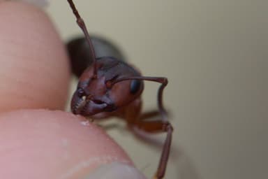 Formica sanguinea photo 116
