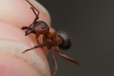 Formica sanguinea photo 117