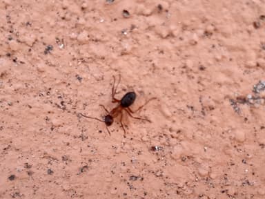 Formica sanguinea photo 118