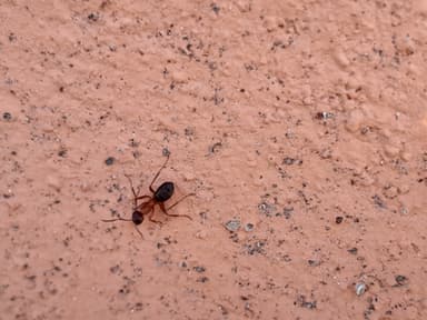 Formica sanguinea photo 119
