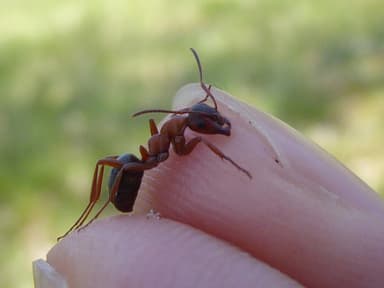 Formica sanguinea photo 5